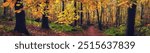 Beautiful forest with a footpath in autumn, with yellow tree branches hanging over the scene. Super-wide panoramic landscape.