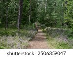 A beautiful forest in Franconia