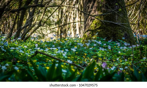 Beautiful forest full of anemones. 