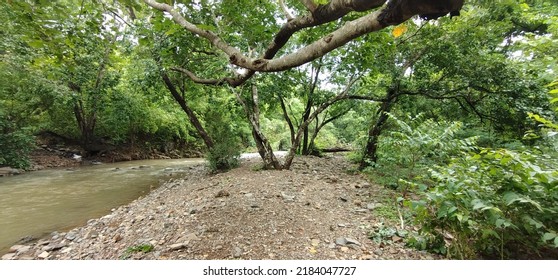 Beautiful Forest With Green Tress And Lake