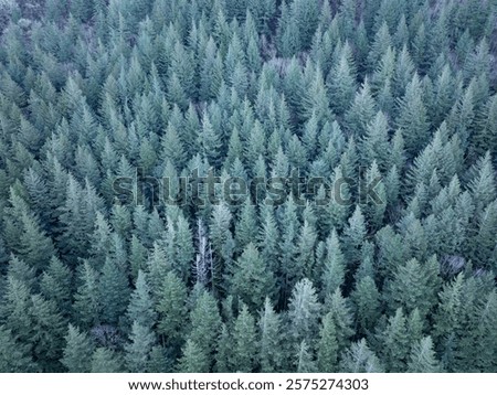 A beautiful forest grows in the Cascade Mountains of the Pacific Northwest. This part of the United States is known for its vast tracts of timber.