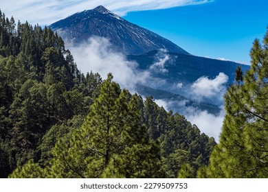 Beautiful forest in La Caldera, Zona Recreativa La Caldera, Hiking the north side of mount Teide in Tenerife - Canary Islands