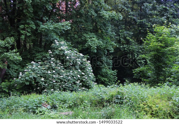 Beautiful Forest Landscape Flowering Tree Natural Stock Photo