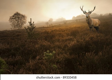 Beautiful forest landscape of foggy misty forest in Autumn Fall with beautiful red deer stag - Shutterstock ID 89333458