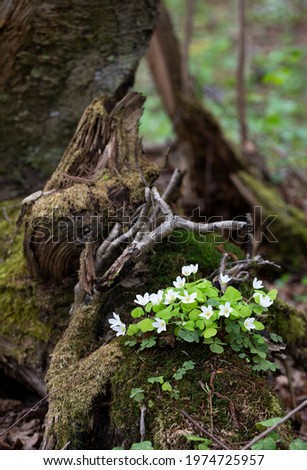 Beautiful forest landscape - an island of white small blooming  flowers common wood sorrel on the stump of an old tree covered with moss at dawn on the background of dry leaves and branches