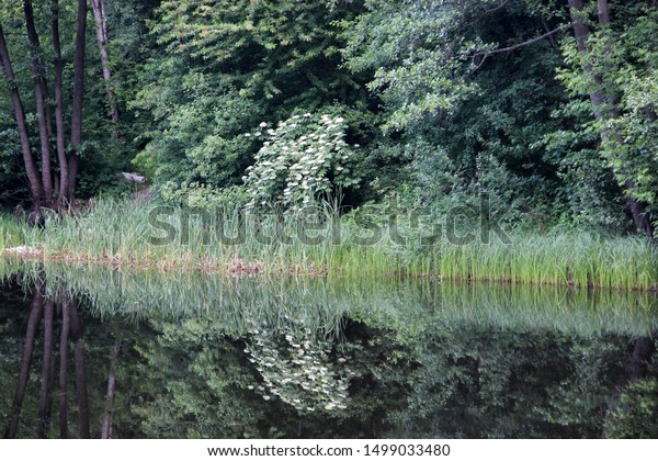 Beautiful Forest Landscape Lake View Natural Stock Photo Edit Now