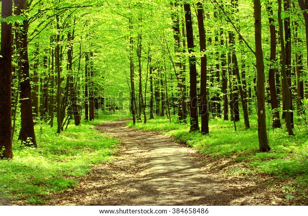 Beautiful Forest Landscape Morning Stock Photo Edit Now