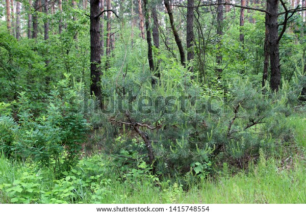 Beautiful Forest Landscape Morning Walk Woods Stock Photo Edit