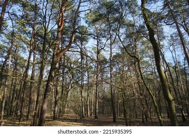 4,008 Wind Blown Tree Images, Stock Photos & Vectors | Shutterstock