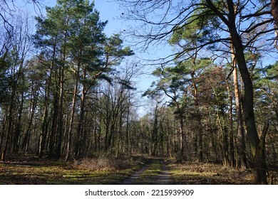 4,008 Wind Blown Tree Images, Stock Photos & Vectors | Shutterstock