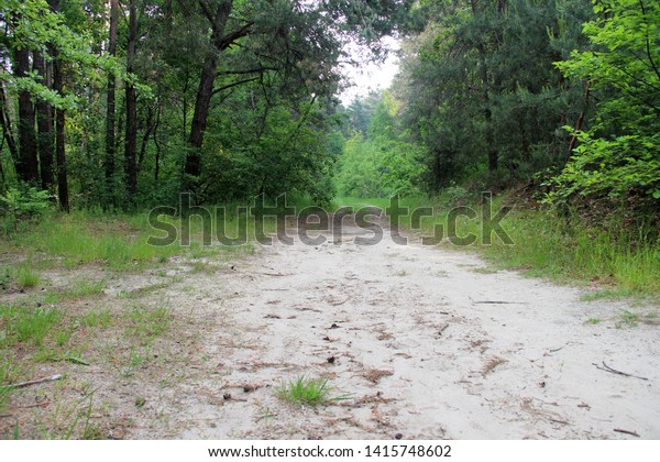 Beautiful Forest Landscape Road Forest Morning Stock Photo Edit