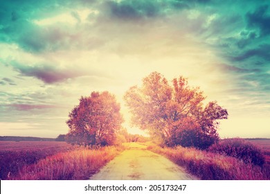 beautiful forest landscape with road in sunset