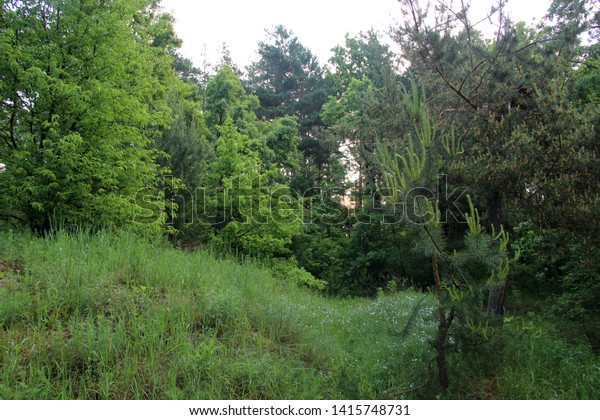 Beautiful Forest Landscape Sunrise Forest Sun Stock Photo Edit