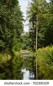 Beautiful Forest Mirrored In The Brook