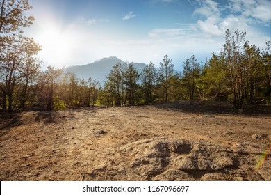 Beautiful forest mountain road. Dense fir forest with dust trail - Shutterstock ID 1167096697