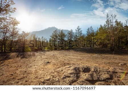 Beautiful forest mountain road. Dense fir forest with dust trail