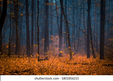 Beautiful forest on a foggy autumn day.  Fairy, autumnal mysterious forest trees with yellow leaves. Panoramic wide shot. - Powered by Shutterstock