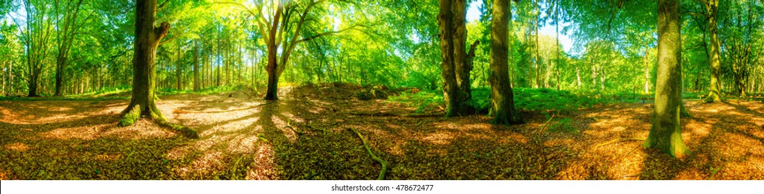 Beautiful Forest Panorama