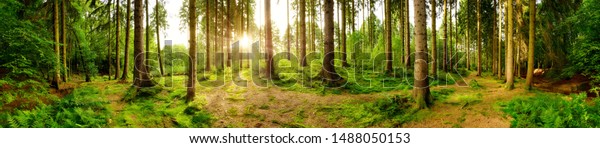 Nature themed wallpaper mural of a beautiful forest panorama with bright sun shining through the trees.