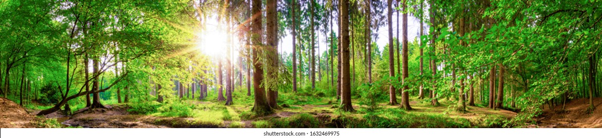 Beautiful forest panorama with large trees and bright sun