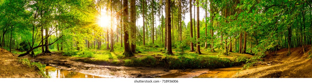 Beautiful forest panorama with trees, creek and sun
