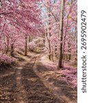 Beautiful forest path through changing seasons — spring cherry blossoms, summer greenery, autumn foliage, and winter snow