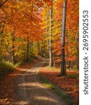 Beautiful forest path through changing seasons — spring cherry blossoms, summer greenery, autumn foliage, and winter snow