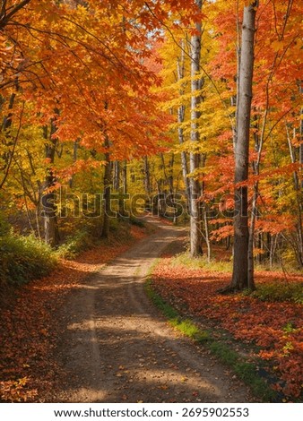 Beautiful forest path through changing seasons — spring cherry blossoms, summer greenery, autumn foliage, and winter snow