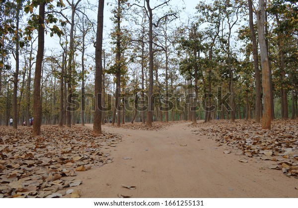 Beautiful forest\
road divide in three way, can use as picture showing selection of\
human way in their life ,beautiful place at sonajhuri area of\
santiniketan, birbhum ,\
India