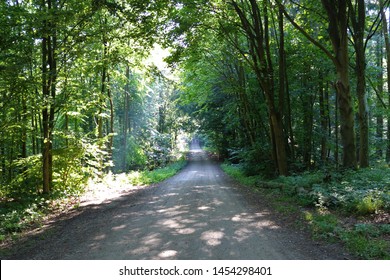 Danish forest Images, Stock Photos Vectors | Shutterstock