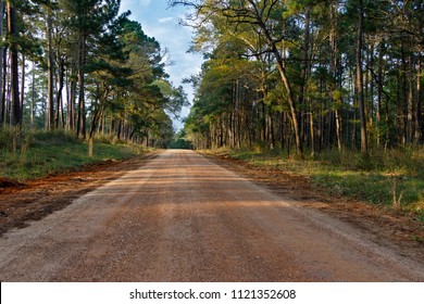 Beautiful Forest Road In The Texas Sam Houston National Forest.