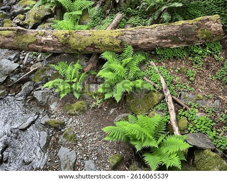 Beautiful forest scene on the hiking trail at Muir Woods National Monument California USA. Ferns and fallen redwood tree trunk near the small forest river. Perfect postcard and forest photography