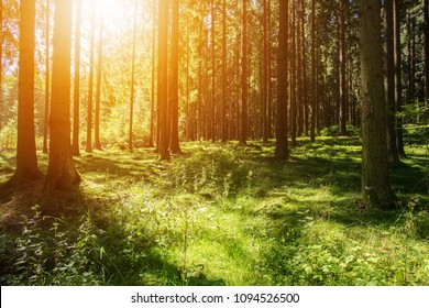 Beautiful Forest Scenery Woods Background