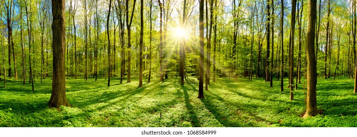 Beautiful forest in spring with bright sun shining through the trees - Shutterstock ID 1068584999