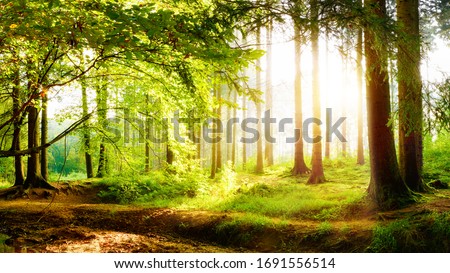 Beautiful forest in spring with bright sunlight in the fog