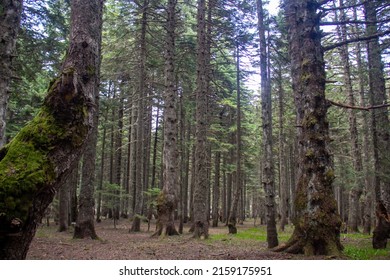 Beautiful forest in spring with green trees , camping area 