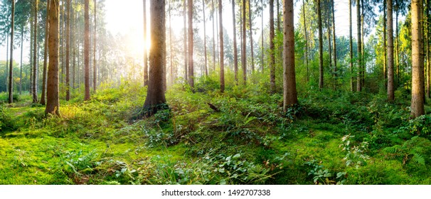 Beautiful forest in springtime with bright sun shining through the trees