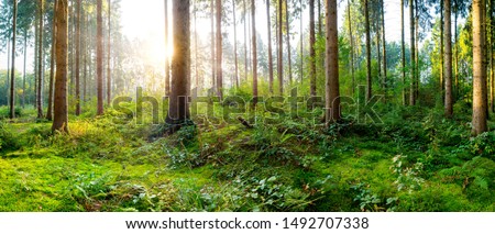 Beautiful forest in springtime with bright sun shining through the trees