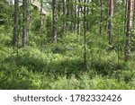 Beautiful forest in summer with bright sun shining through the trees. Fern growing.