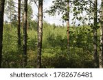 Beautiful forest in summer with bright sun shining through the trees. Fern growing. Peaceful outdoor scene - wild woods nature. Peaceful outdoor woods nature.