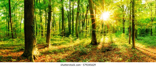 Beautiful Forest With Sun