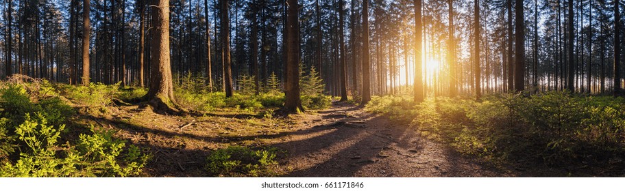 Beautiful Forest At Sunset Panroama