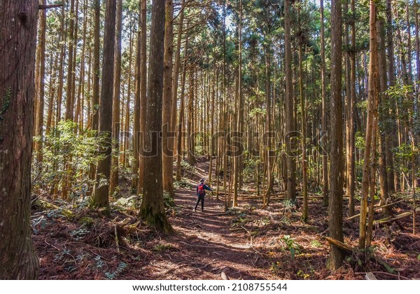 Beautiful Forest With Tall\
Japanese Cedars And Sunshine In The Famous Gaodao Trekking Trail,\
Hsinchu,Taiwan