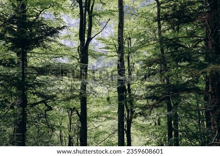 Beautiful forest in the vicinity of Neuschweinstein Castle in Schwangau, Bavaria, southern Germany