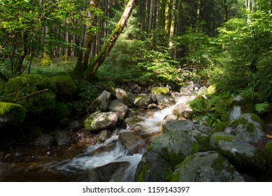 Beautiful Forest In The Vosges Mountains In France