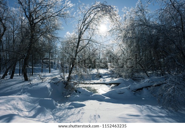 Beautiful\
forest in winter. The sun shines behind the top of frosty trees.\
The vegetation is covered with ice and snow. The light of the sun\
reflects on the surface of a frozen\
river.