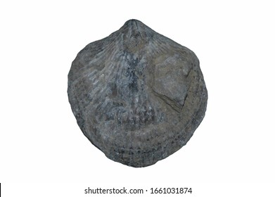 A Beautiful Fossil Brachiopod From The Eifel