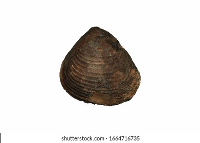 1,154 Morocco fossils Images, Stock Photos & Vectors | Shutterstock