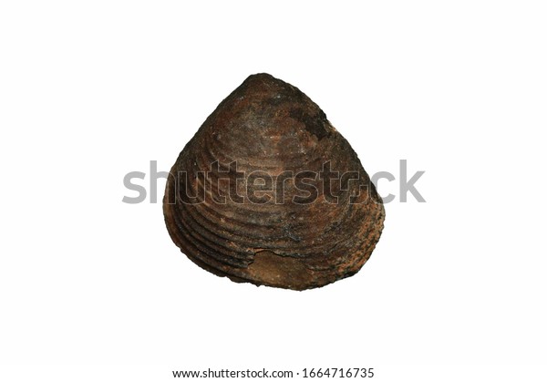 Beautiful Fossil Shell Morocco Stock Photo Edit Now 1664716735