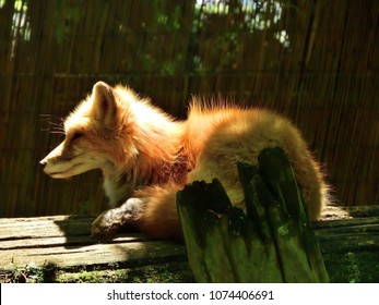 Beautiful Fox At Audubon Zoo